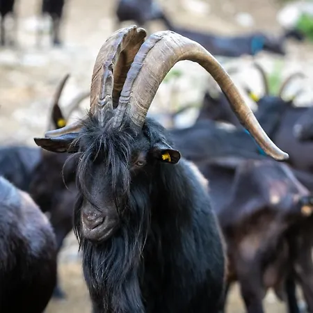 Le Radici Alloggio per agriturismo *